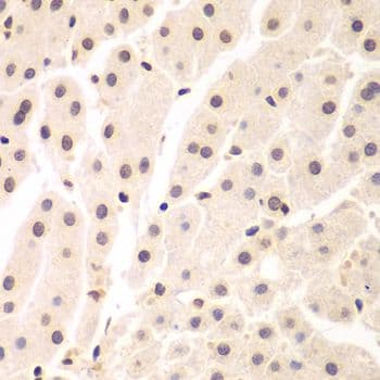 NIRF / UHRF2 Antibody