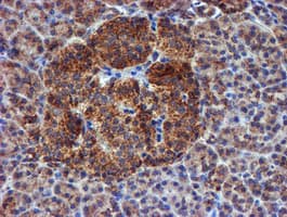 NDUFB9 Antibody (clone OTI13H11)
