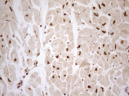 Monoclonal Mouse anti-Human C14orf166 Antibody (clone UMAB181, IHC, IF, WB)