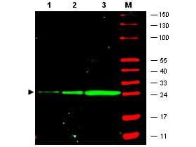 GFP Antibody (clone 9F9.F9)