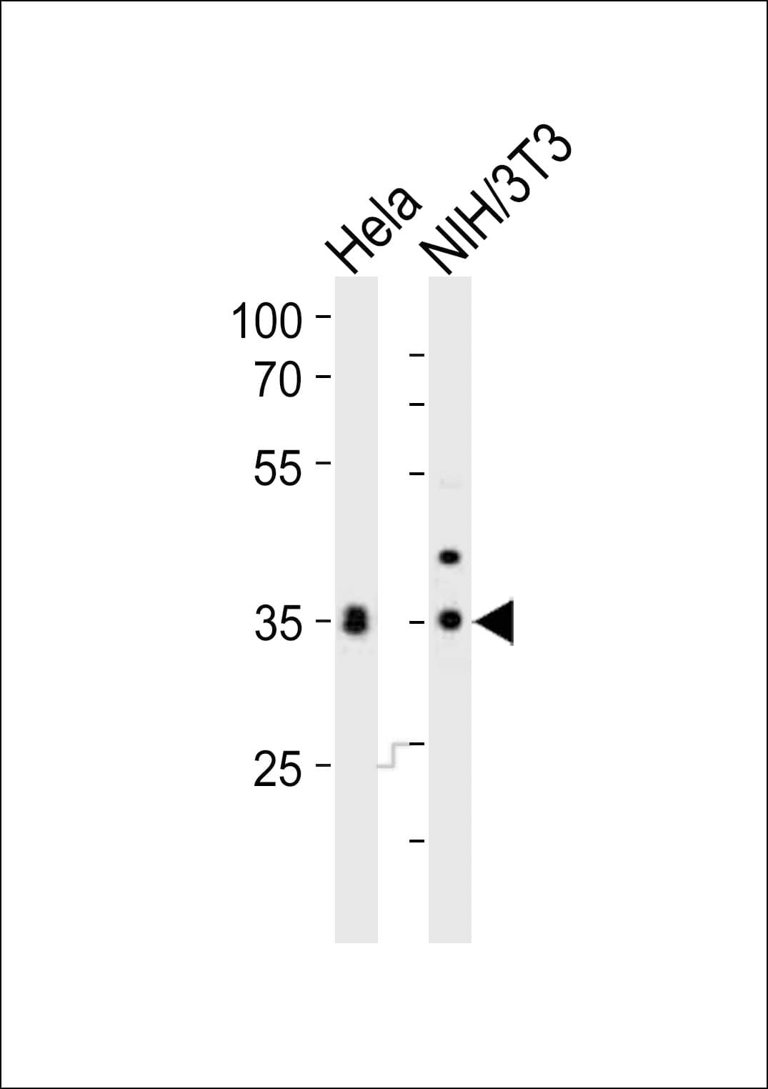 WDR5 Antibody (aa321-354)