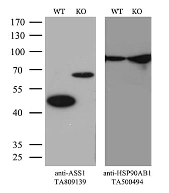 ASS1 / ASS Antibody (C-Terminus, clone OTI8A3)