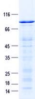 Human ZNF212 Protein (Recombinant GST, N-terminus + His, C-terminus)