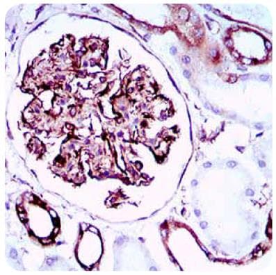 SYCP3 / SCP3 Antibody (aa1-200, clone 6F9C5)