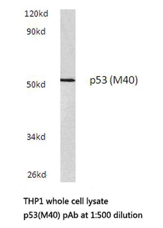 TP53 / p53 Antibody (Met40)
