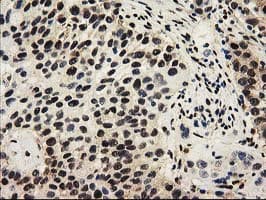 Monoclonal Mouse anti-Human SULT1A1 / Sulfotransferase 1A1 Antibody (clone OTI9B7, IHC, IF, WB)