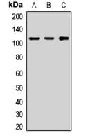 Polyclonal Rabbit anti-Human KIFAP3 / KAP3 Antibody (WB)