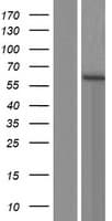 CDK17 / PCTK2 / PCTAIRE2 Protein (Over-Expression Lysate Myc-DDK (Flag))