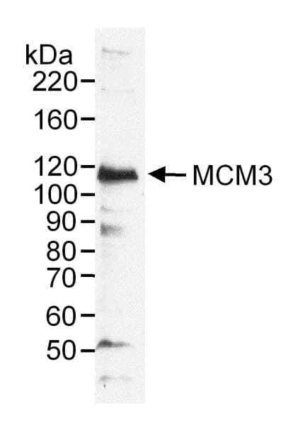 Polyclonal Rabbit anti-Human MCM3 Antibody (aa500-550, IHC, WB)