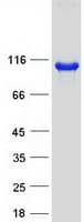 Human OSBPL1A / ORP1 Protein (Recombinant Myc-DDK (Flag))