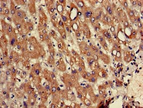 RPL12 / Ribosomal Protein L12 Antibody