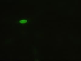 Monoclonal Mouse anti-Human MAPK8 / JNK1 Antibody (clone OTI1C2, IF, WB)