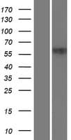 ZNF20 Protein (Over-Expression Lysate Myc-DDK (Flag))