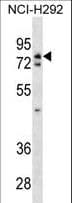 Polyclonal Rabbit anti-Human WRNIP1 / WHIP Antibody (aa1-30, WB)