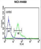DGCR8 Antibody (aa439-466)