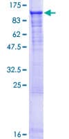 Human CSRNP3 Protein (Recombinant GST)