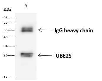 UBE2S / E2 EPF Antibody