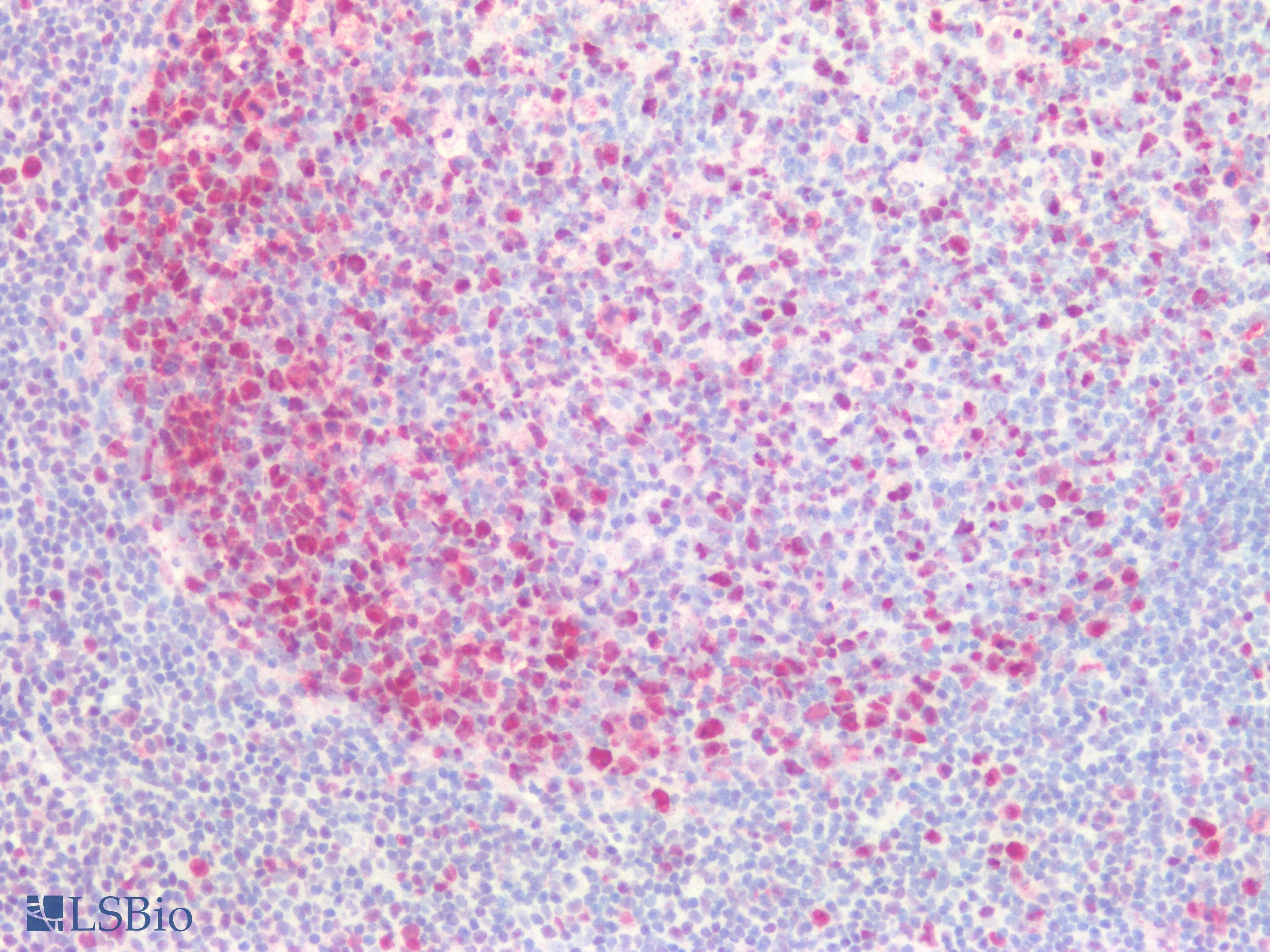 IHC-plus™ PCNA Antibody (clone PCNA/694)