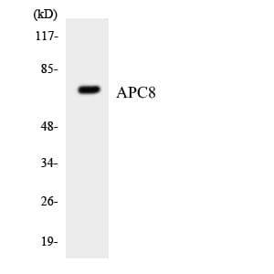 CDC23 Antibody (aa220-269)