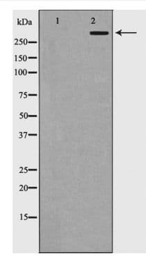 EP300 / p300 Antibody