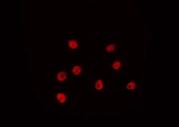 NEI3 / NEIL3 Antibody