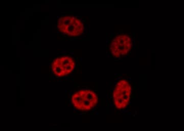 NR0B2 Antibody