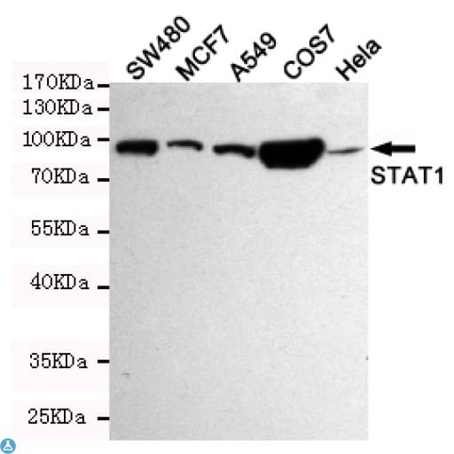 STAT1 Antibody