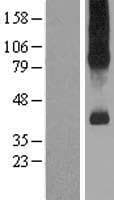 SLC7A9 / BAT1 Protein (Over-Expression Lysate Myc-DDK (Flag))