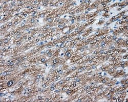 NIT2 Antibody (clone OTI2B9, Carrier-free)