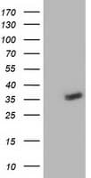 NUDT6 Antibody (clone OTI2H1, Carrier-free)