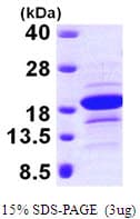 Human EDF1 / MBF1 Protein (Recombinant His)