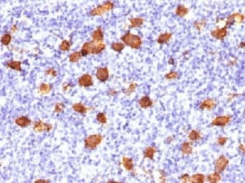 CD30 Antibody