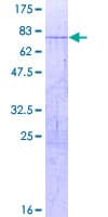 Human NR2F1 / Coup-TF Protein (Recombinant GST)