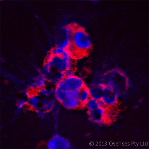 LL37 / Cathelicidin Antibody (clone OSX12)