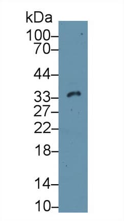 CASP14 / Caspase 14 Antibody (aa1-257)