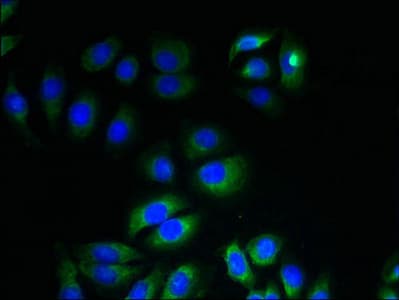 ITM2A Antibody (aa79-263)