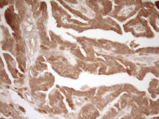 CD40 Antibody (aa21-166, clone OTI9F4)