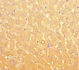 LPAL2 Antibody