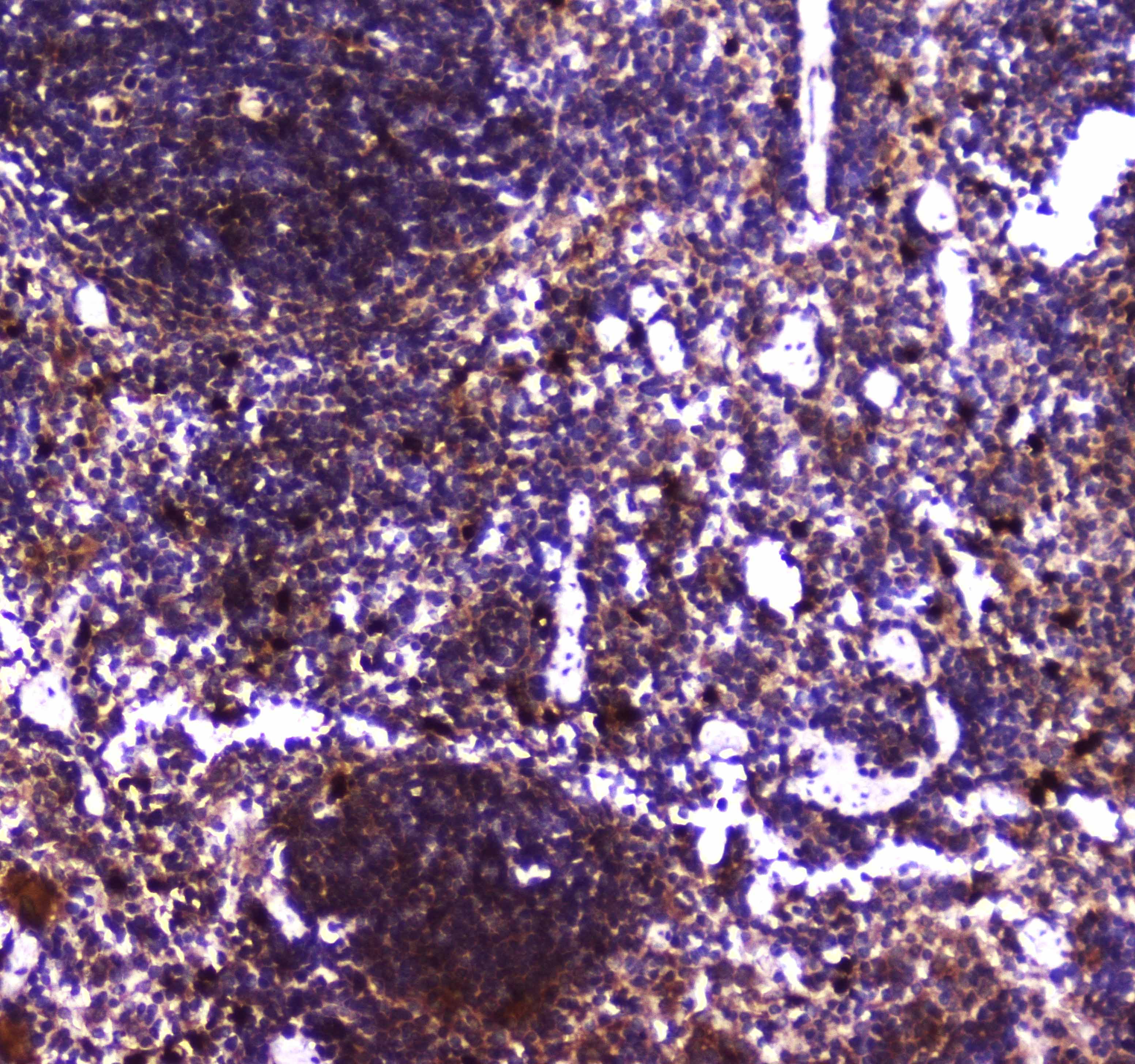 TLR1 Antibody