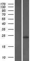 PTPMT1 Protein (Over-Expression Lysate Myc-DDK (Flag))