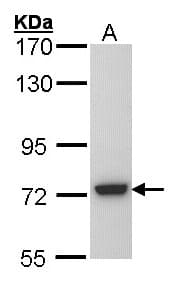 SGSH Antibody (aa318-496)