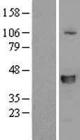 SLFNL1 Protein (Over-Expression Lysate Myc-DDK (Flag))