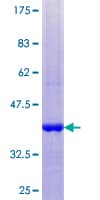 Human GUCA2A / Guanylin Protein (Recombinant GST)