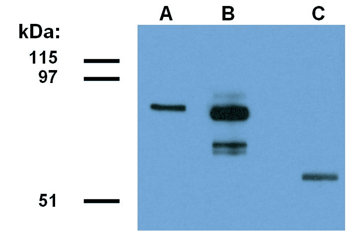 IHC-plus™ FAM175A / CCDC98 Antibody (clone ABRA1-01)