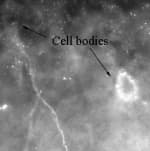 CAMK2B / CaMKII Beta Antibody (aa499-513)