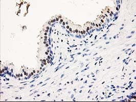 SMS / Spermine Synthase Antibody (clone OTI5F2)