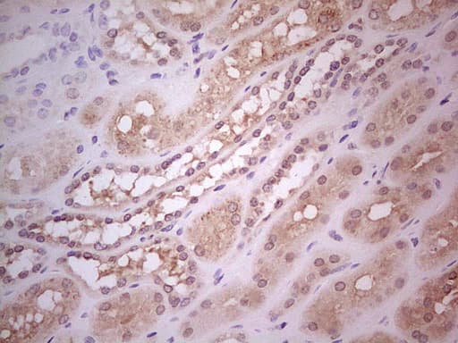 Hairless / HR Antibody (aa946-1189, clone OTI1D9, Carrier-free)