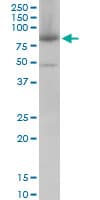 Monoclonal Mouse anti-Human Mitofusin 2 / MFN2 Antibody (clone 6A8, IHC, WB)
