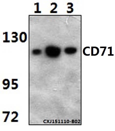 Monoclonal Mouse anti-Human CD71 / Transferrin Receptor Antibody (WB)