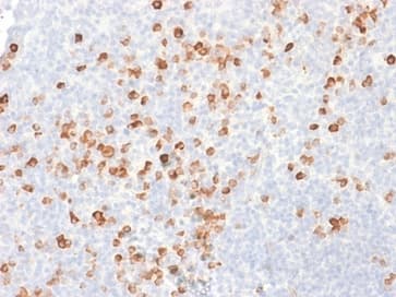 Recombinant Monoclonal Mouse anti-Human IgG Heavy Chain Antibody (clone rIG266, Azide-free,Carrier-free, IHC)